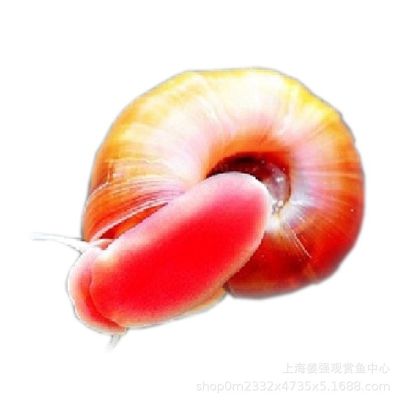 Apple Snail Fish Tank Grass Tank Tool Gold Algae Removal Ornamental Snail Aquarium Freshwater Pet Snail Live Wholesale