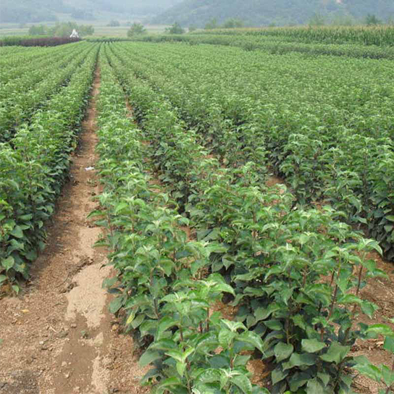 Apple Seedlings, Fruit Tree Seedlings, Southern Planting, Apple Seedlings with Results in the Same Year, Various Apple Seedlings, Wholesale