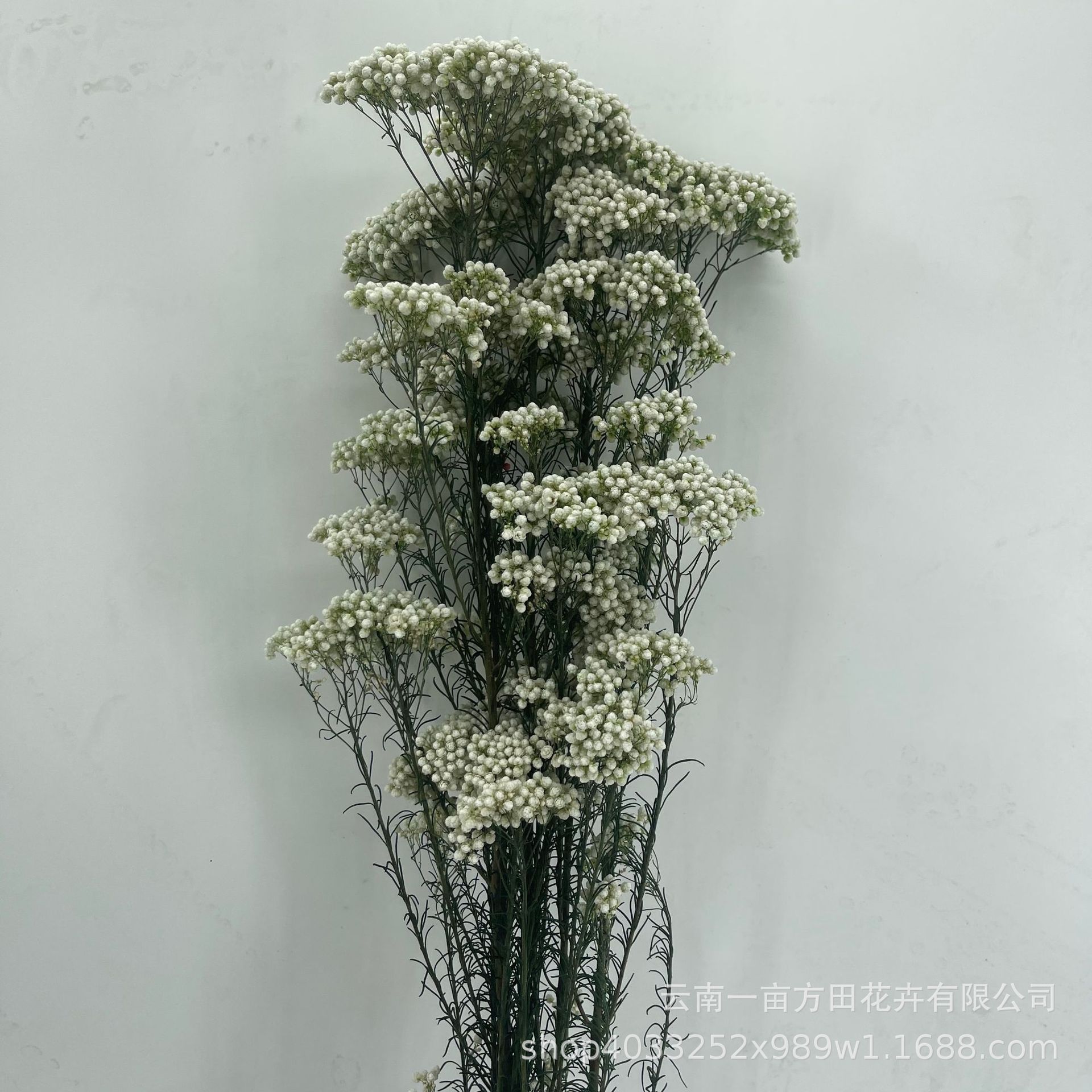 Eternal Millet Flower Is Not Easy to Fall Off Dried Flower Bouquet Yunnan Factory Direct Sales DIY Flower Arrangement Flower Decoration