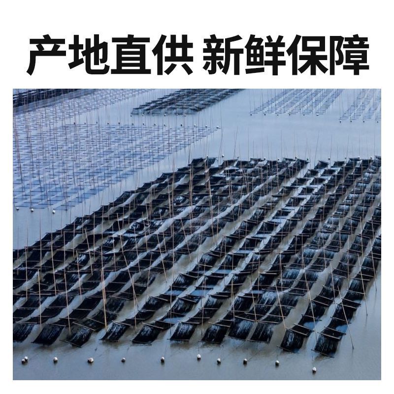 Wholesale Premium Dried Seaweed, Sand-Free, No-Rinse, Individually Packaged 20g, Xiamen Seaweed Specialty for Home and Business Use