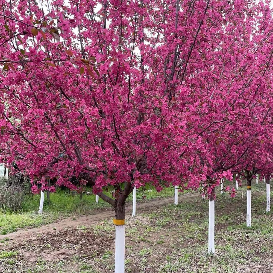 Саженцы бегонии, бегония Ванжэ, бегония Слава, североамериканская бегония
