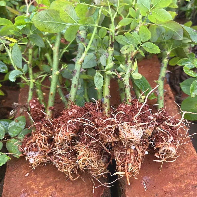 Edible Rose Seedlings Double-Petaled Balcony Courtyard Flower Potted Plants Blooming in All Seasons Damascus Yunnan Dianhong Seedlings