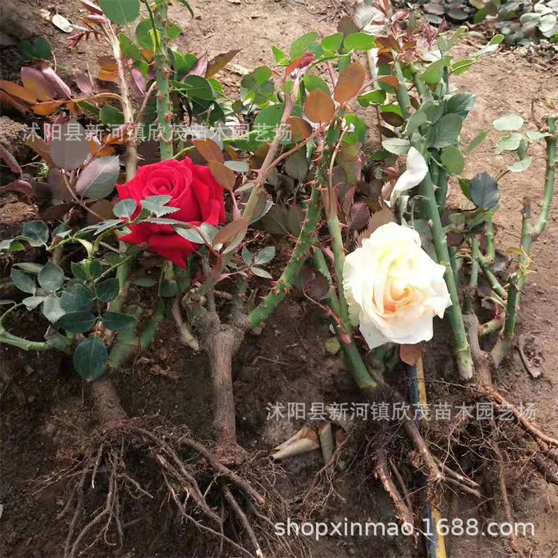 Rose Seedlings Potted Rose Flower Roots Large Flower Green Plants Balcony Indoor Courtyard Easy to Live Old Roots Fragrant Rose Seedlings