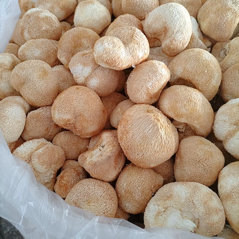 [One Piece Minimum] Gutian Hericium Dry Goods 500g Edible Mushroom Soup Ingredients Specialty New Arrival Sulfur-Free