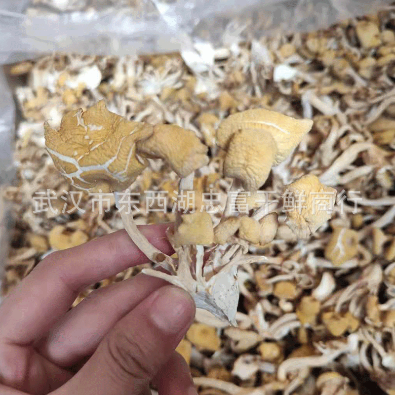 New goods chicken oil fungus dry goods soup fungus chicken oil mushroom soup bag edible mushroom bulk wholesale