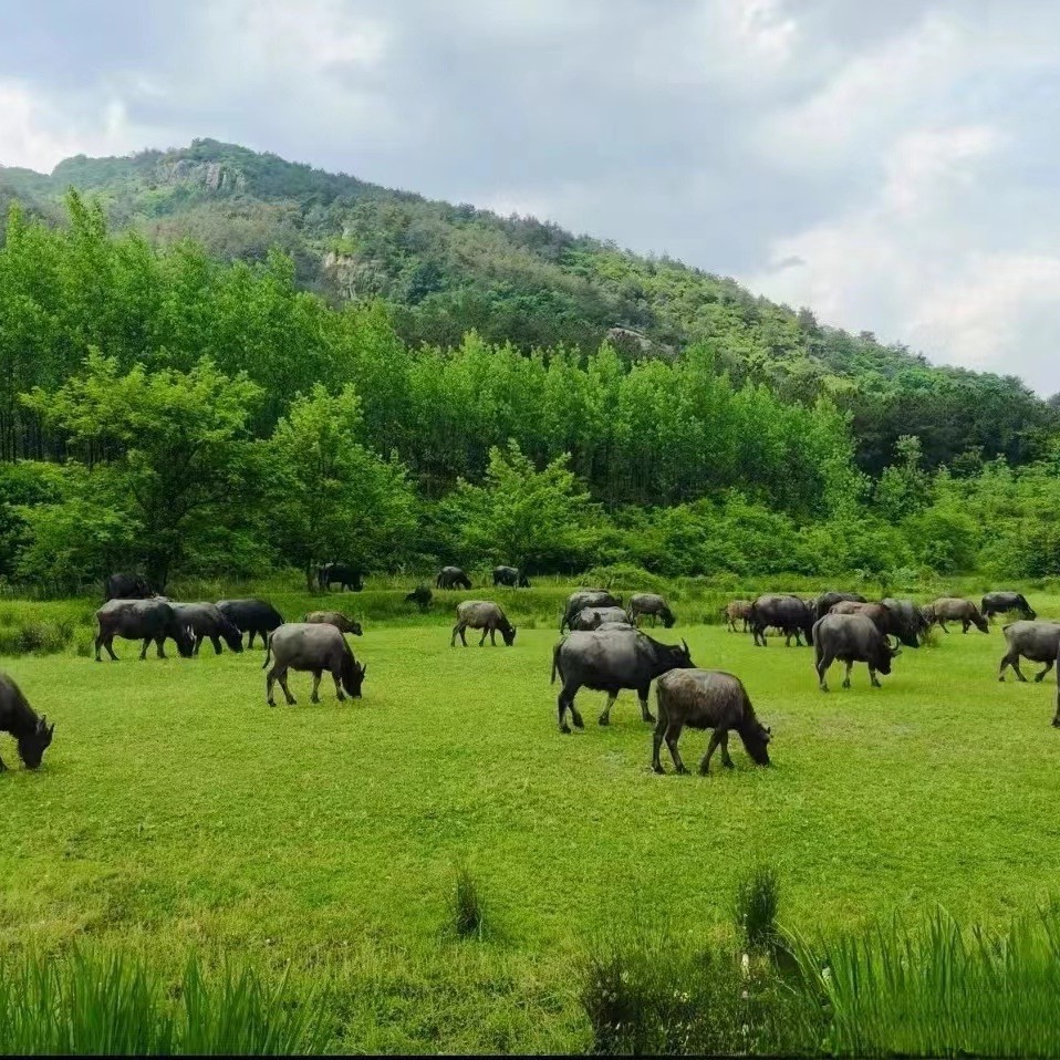 Stone Paper Is Used for Books, Cigarette Packages, Cartons, Wallpaper, Packaging Bags, Wallpaper, Hotel Supplies, Etc