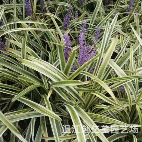 Golden-Edged Broad-Leaf Ophiopogon Japonicus, Golden-Leaf Calamus, Silver-Thread Grass, Silver-Edged Grass, Large Quantities Available at Favorable Prices