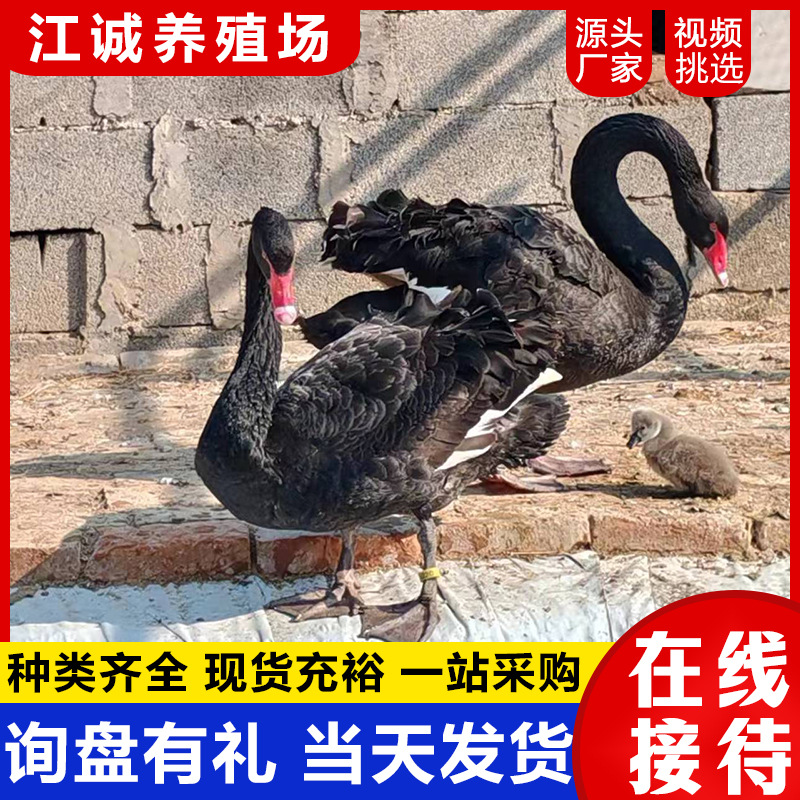 На продажу, аренда, живой черный лебедь, только что выведенный из теплого, цена на рассаду черного лебедя