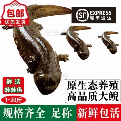 3kg a Breeding Factory Directly Supplies Fresh Edible Live Fish for Giant Salamanders, Giant Salamander Pet Seedlings, Aquatic Freshwater Fish Packages