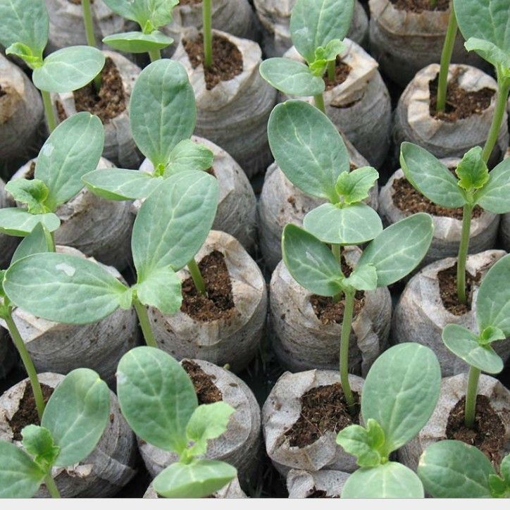 Factory direct 3cm compressed seedling block nutrition block matrix block flowers, vegetables, melons and fruits seedling soil block