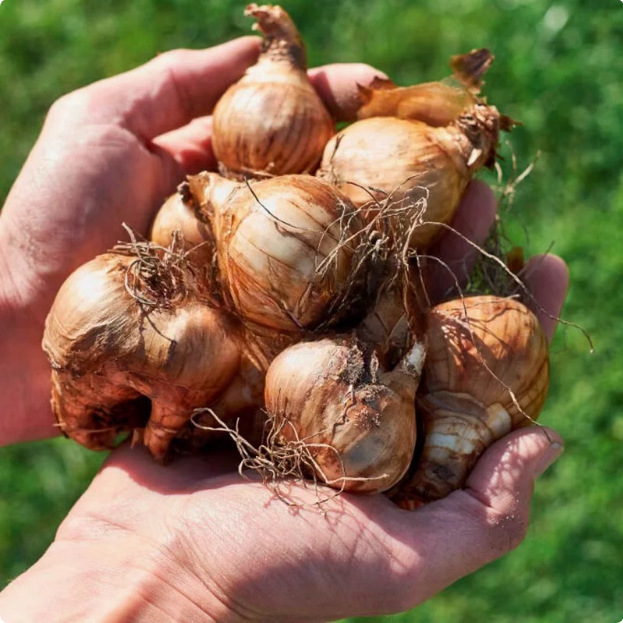 Imported Double-Flowered Narcissus Bulbs Bloom in All Seasons, Indoor Potted Florals, Winter Cold-Resistant Hydroponic Soil Florals Seeds