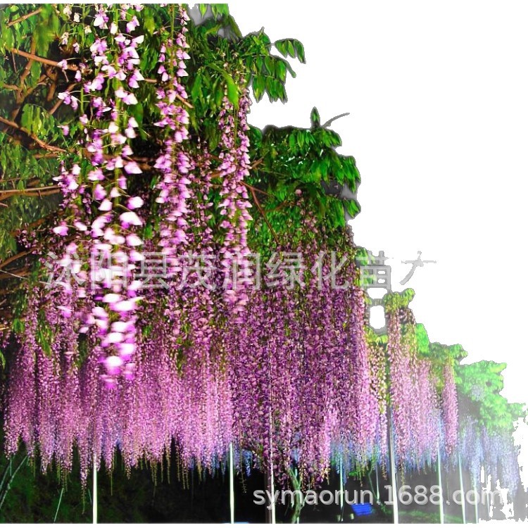 Courtyard Greening Flower Plants Climbing Vines Florals Wisteria Saplings Wisteria Wisteria Seedlings Wisteria Flower Seedlings Good Survival