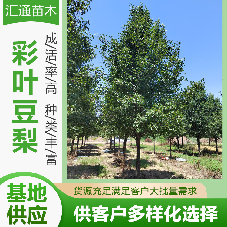 Colored Leaf Bean Pear 8-18 cm Branches 1.3- 15m Greening Seedlings Road Greening Protective Trees Deciduous Trees