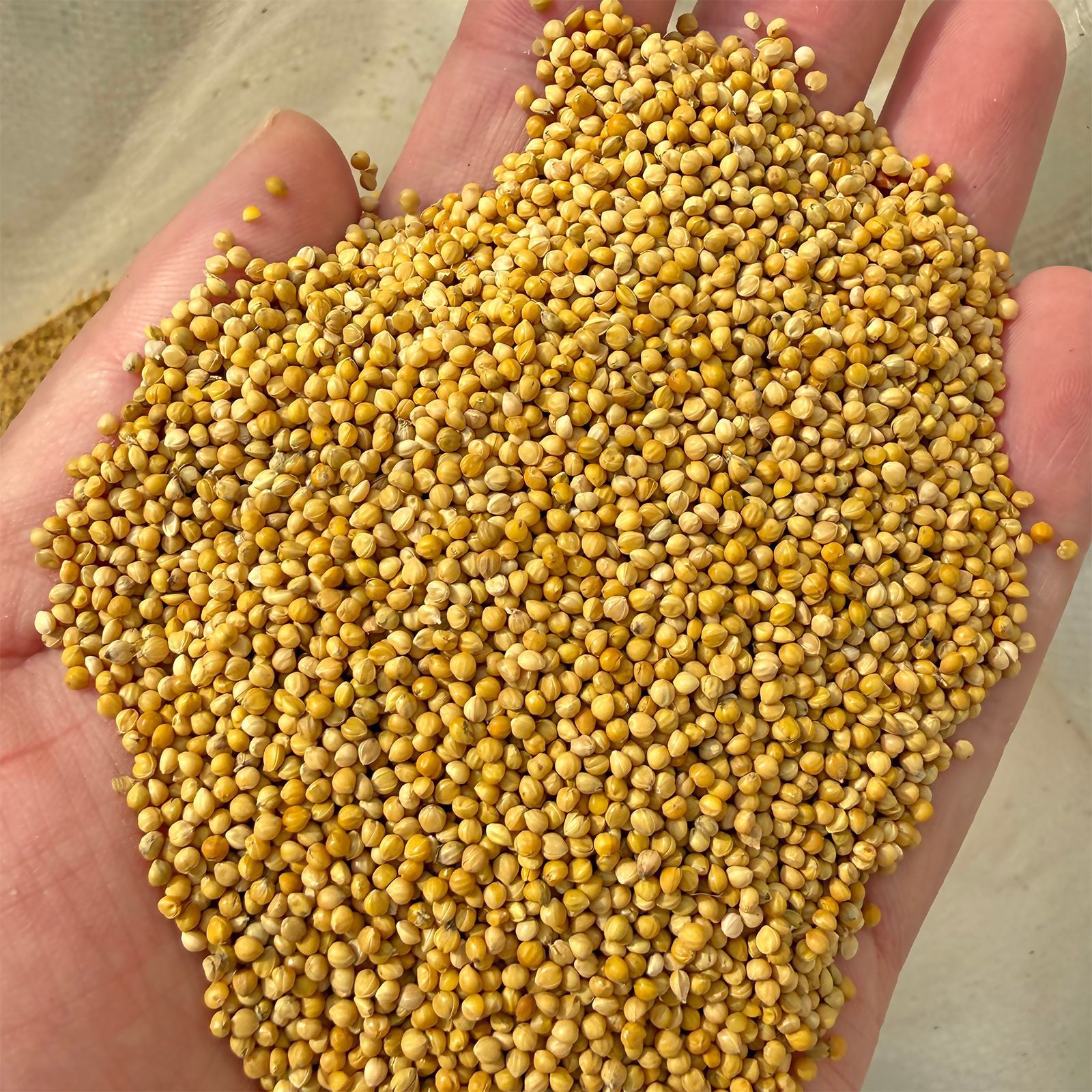 Новая желтая просо с оболочкой тигровая шкура пиона ксюнфэн для мелких и средних попугаев оптовая продажа корма для птиц