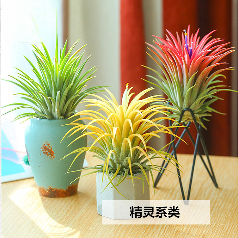 Воздушный ананас безземельное растение Эльф цветения с цветом Ограниченная распродажа Бесплатная доставка Зеленое растение в горшке Цветы и растения Aliexpress