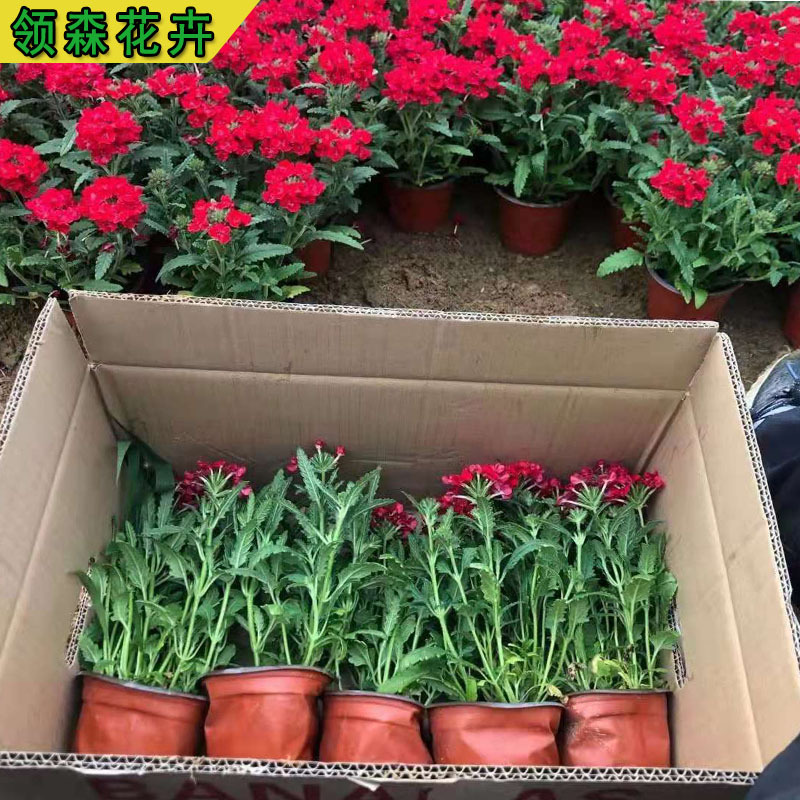 Рассада красивых цветущих вишен для ландшафтного проектирования, оптовая продажа рассады красивых вишен с мелкими листьями, многолетние цветы, большие горшки с красивыми вишнями