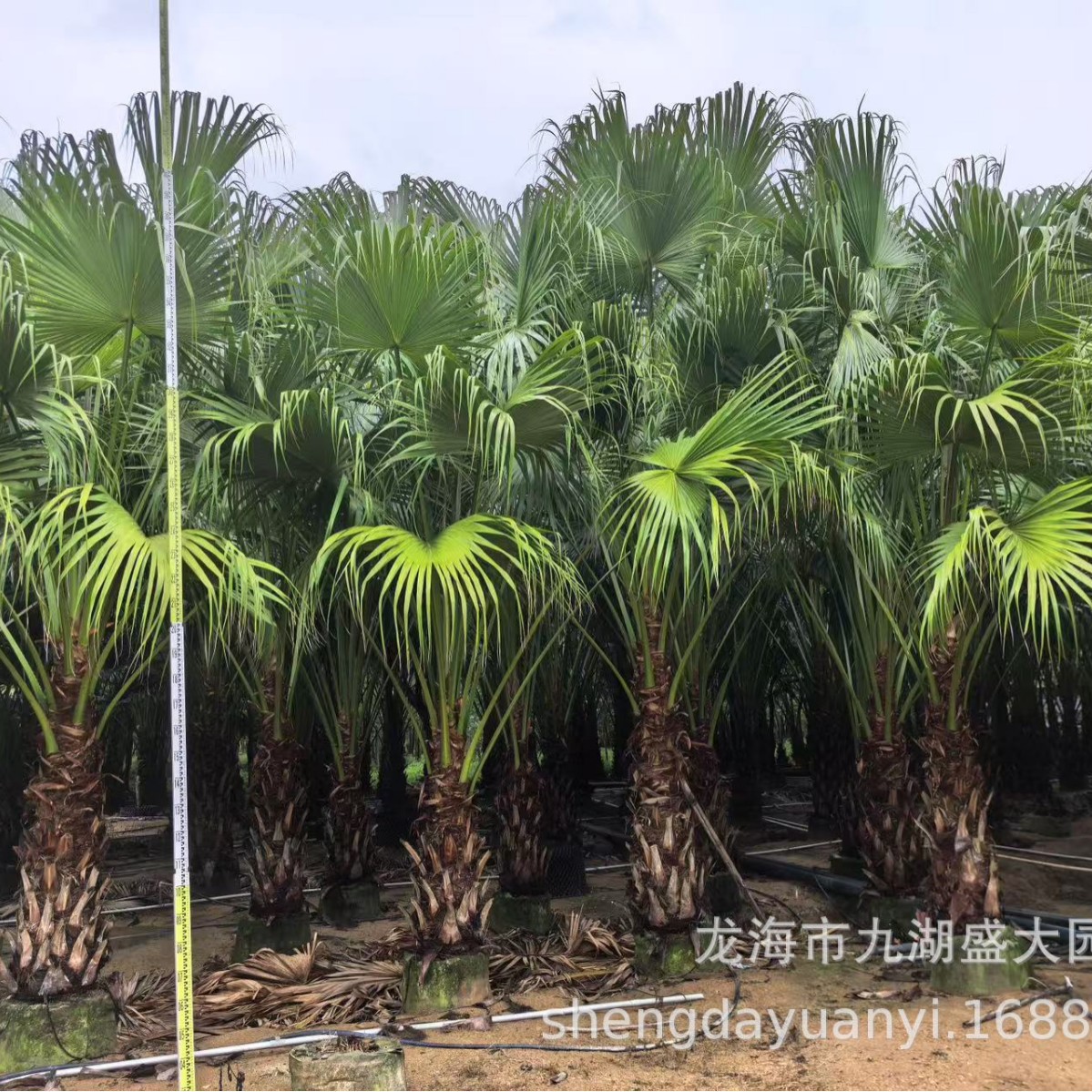 Fujian Pukui Base Wholesale Jiangxi Pukui Supply Sichuan Pukui Quotation Zhejiang Pukui Tree Price