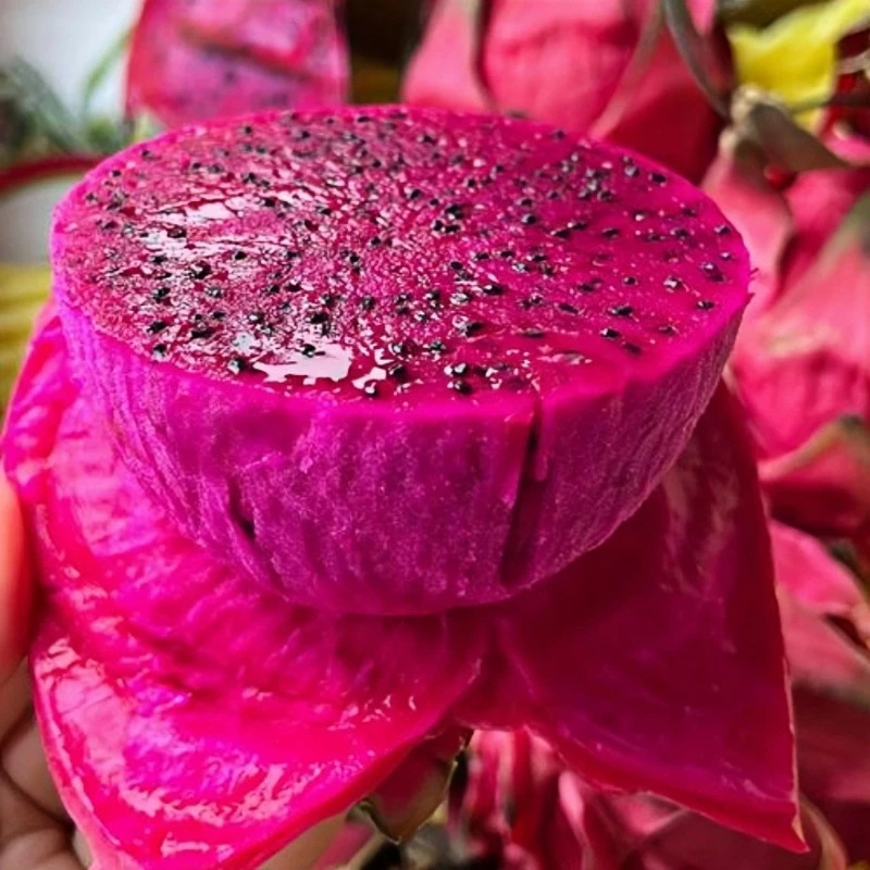 Yunnan Guangxi Red-Fleshed Dragon Fruit Fruit Origin Direct Delivery Free Shipping Red-Fleshed Dragon Fruit Dropshipping