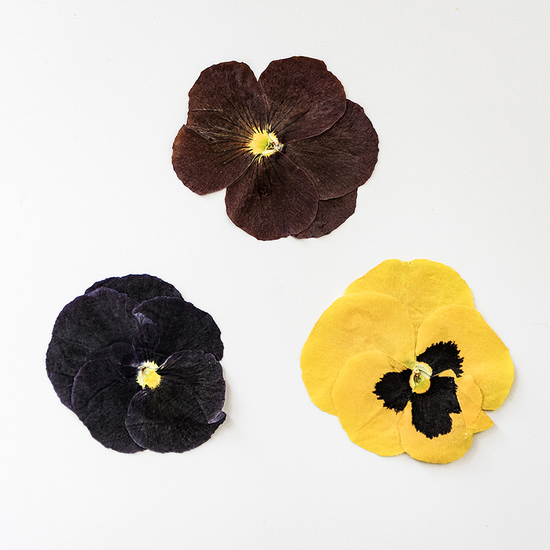 Corydalis Dried Flower Baffle Net Celebrity Face Decoration Eye Corner Petal Makeup Fairy Makeup Bride Makeup Dried Flower Makeup Less