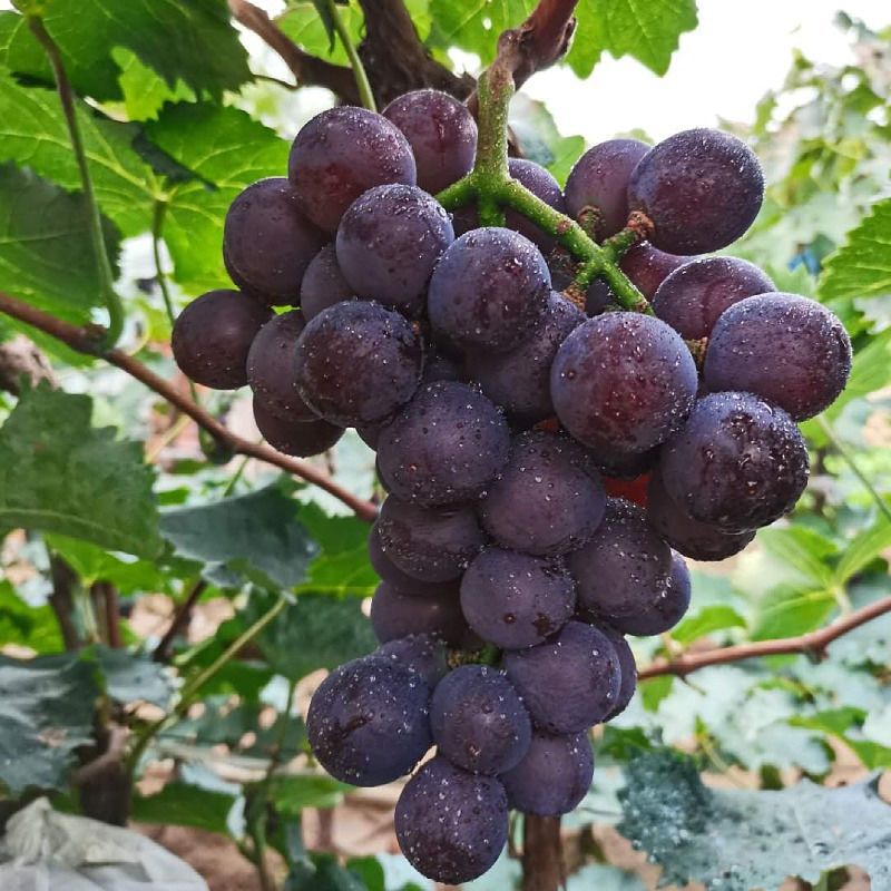 Виноград Северо-восточного гигантского пика, свежесобранный и сочный, целый ящик оптом для детей и беременных женщин, бесплатная доставка, не летний черный