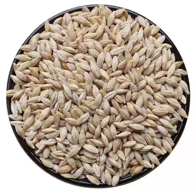 Seasonal New Arrivals, Shelled Barley That Can Germinate, Brewing Feed, Cat Grass, Wholesale Agricultural Grains, Dropshipping