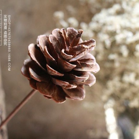 Pinecone Spruce Single Pine Tower Flower Arrangement Props Plant Dried Flowers Dried Fruits Site Layout Retro Photo Props
