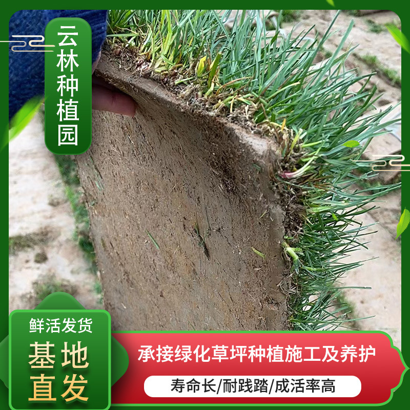 Real Turf with Soil, Park Garden, Stadium, Community Artificial Turf, Courtyard House Greening, Real Turf Lawn