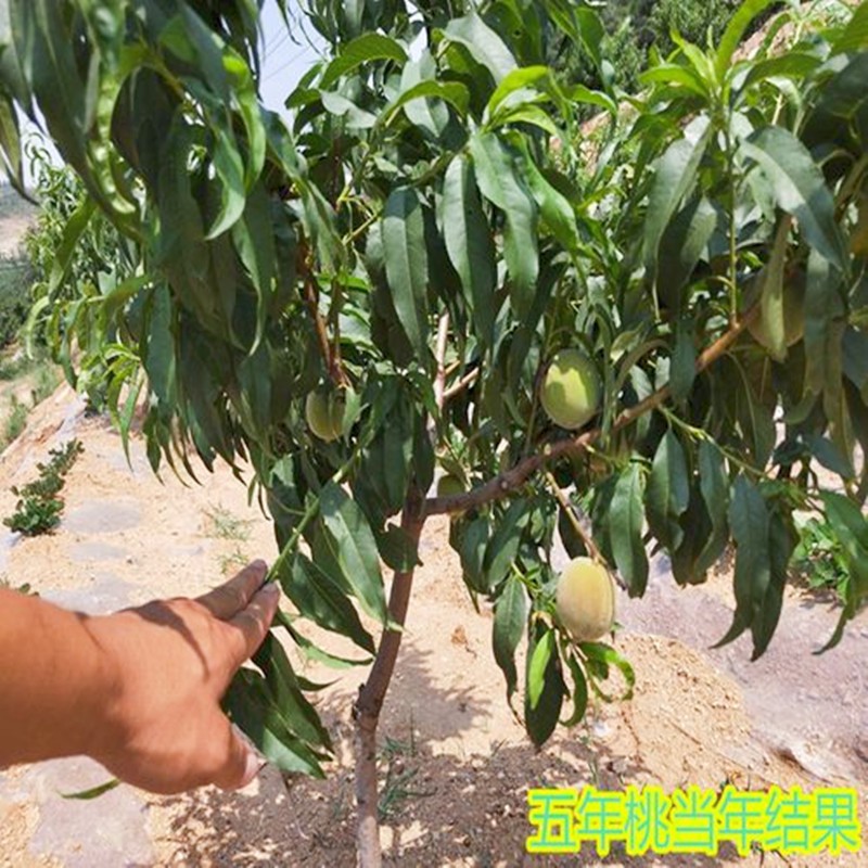 Eagle-Beak Peach Tree Seedlings, Crisp and Sweet Peach Saplings, Peach Tree Grafted Seedlings, Extra-Large Fruit Tree Seedlings Planted in the South and North
