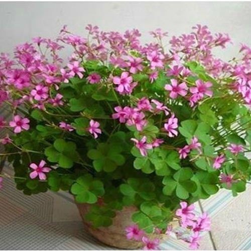 Red Clover Potted Plant, Red Clover Flower Bed, Sidewalk Greenery, Old Root Courtyard Greening Plant