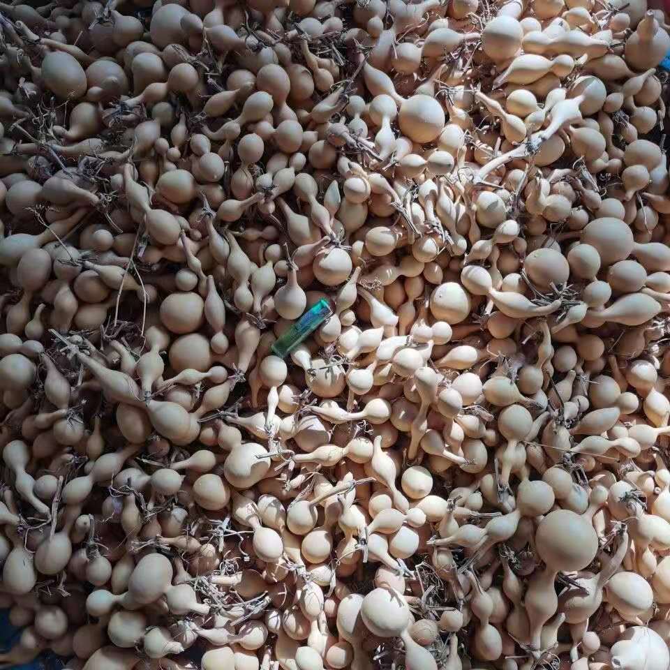 Liaocheng planting base wholesale small gourd hand twist gourd gourd text play craft small gourd