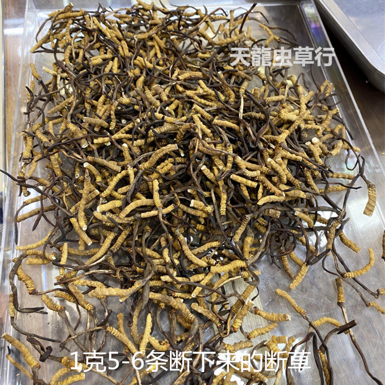 Xizang Cordyceps with tail and broken grass