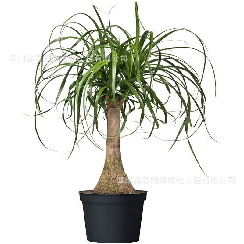 Supply of Wine Bottle Orchid Seedlings Wholesale Beaucarnea Miniature Moss Ball Plants Mini Succulent Hydroponic Potted Seedlings