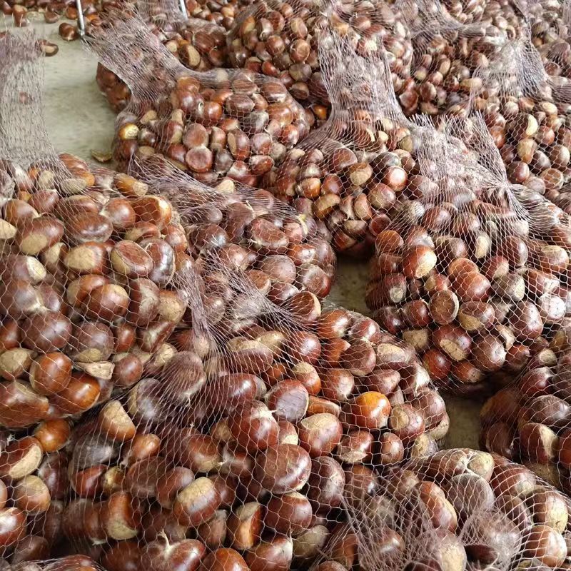 25-Year Fresh Dandong Chestnuts 2.5kg Farm Freshly Roasted Raw Hairy Chestnuts Oil Chestnuts Non-Qianxi