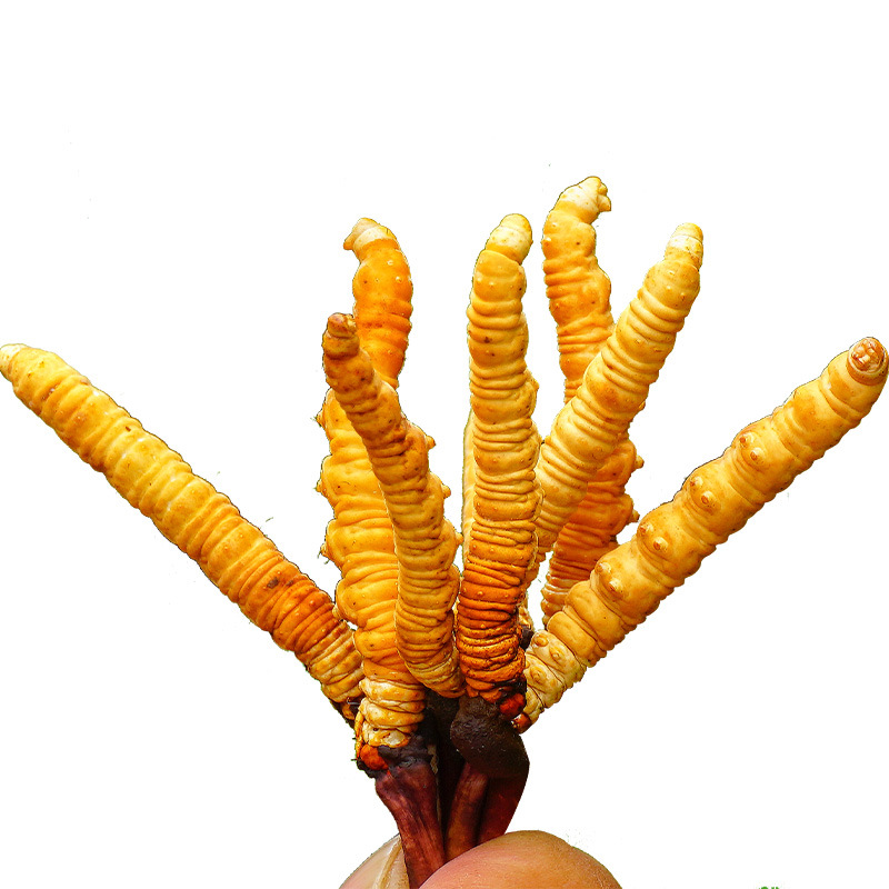 Fresh Cordyceps Sun-Dried Grass Xizang Nagqu High-Altitude Cordyceps Dry Brushed Fresh Cordyceps Wholesale Cordyceps