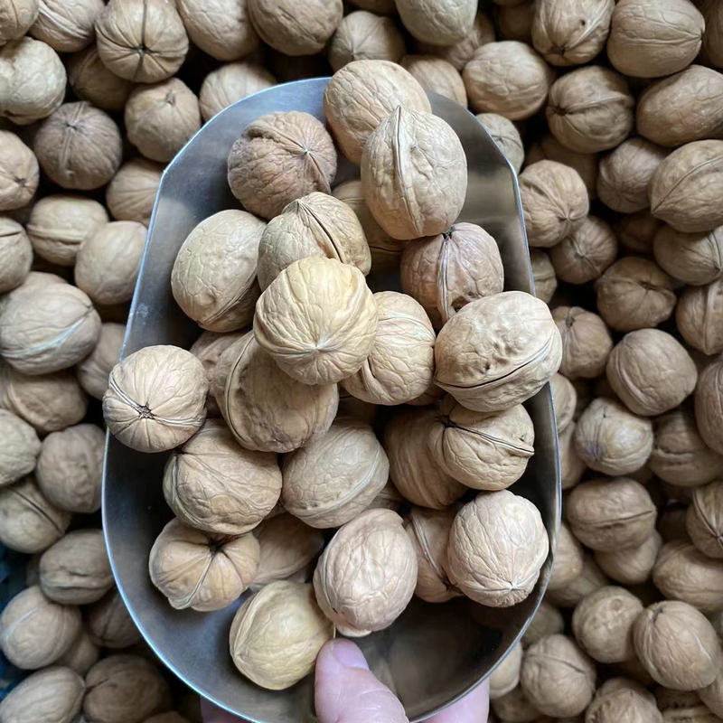 Новые поступления 2025 года, оригинальные тонкокожие грецкие орехи Xinjiang, упакованные закуски, оптовая продажа