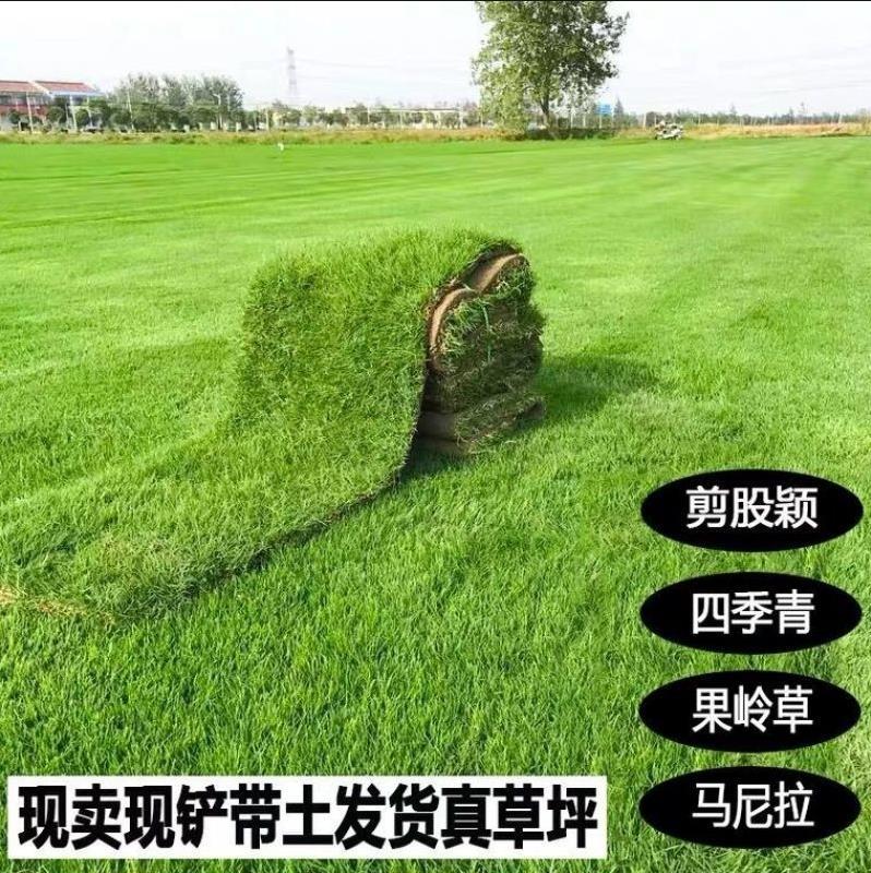 Real Turf Lawn with Soil, Evergreen Lawn, Villa Garden Courtyard, Greened Manila Lawn with Soil, Large Quantity
