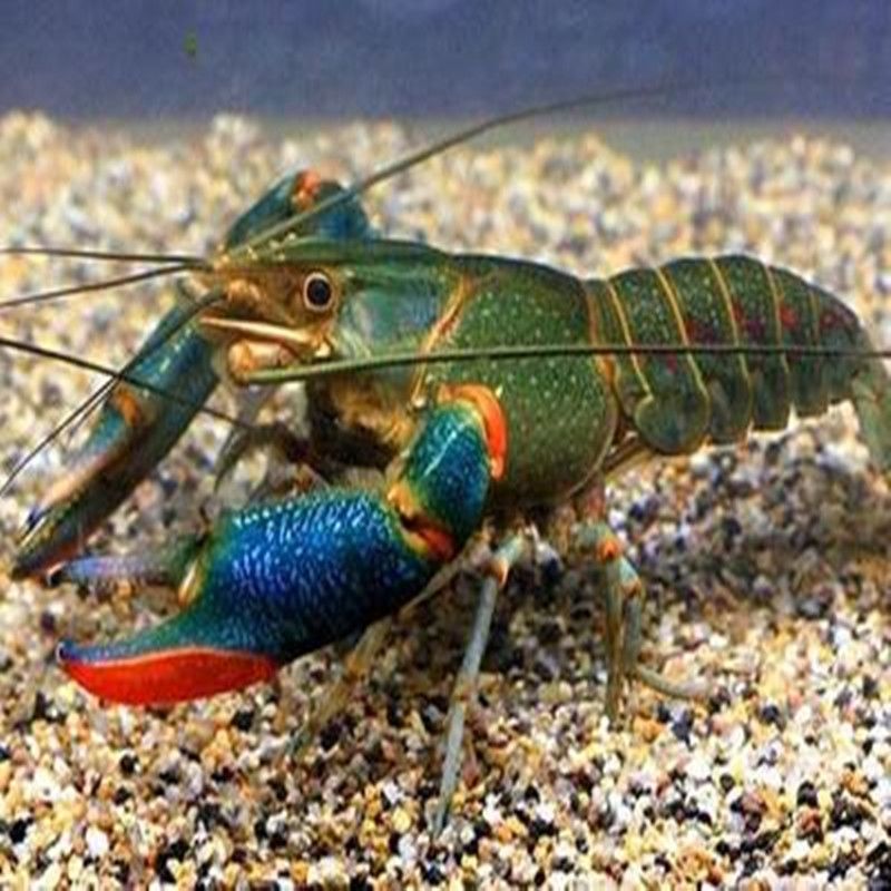 Австралийский рак, свежий декоративный пресноводный креветка, крупный хищный рак, холодостойкий питомец, небесно-голубой магический креветка