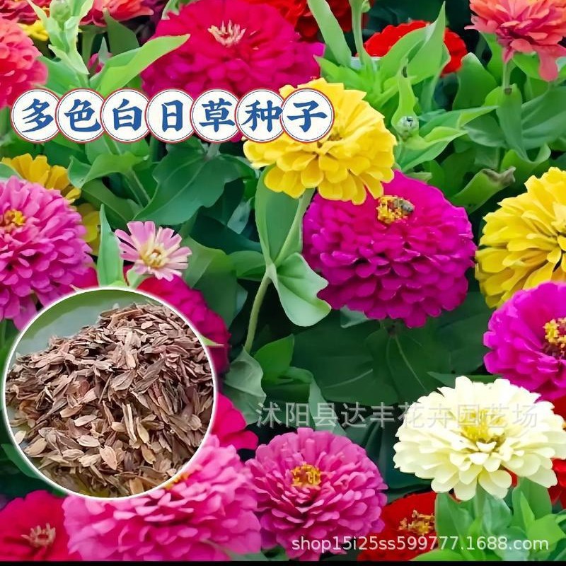 [Hot-Selling E-Commerce Products] Manufacturers Wholesale Flower Seeds, Various Flower Seeds for Planting in Pots, Balcony and Courtyard Flower Seeds in All Seasons