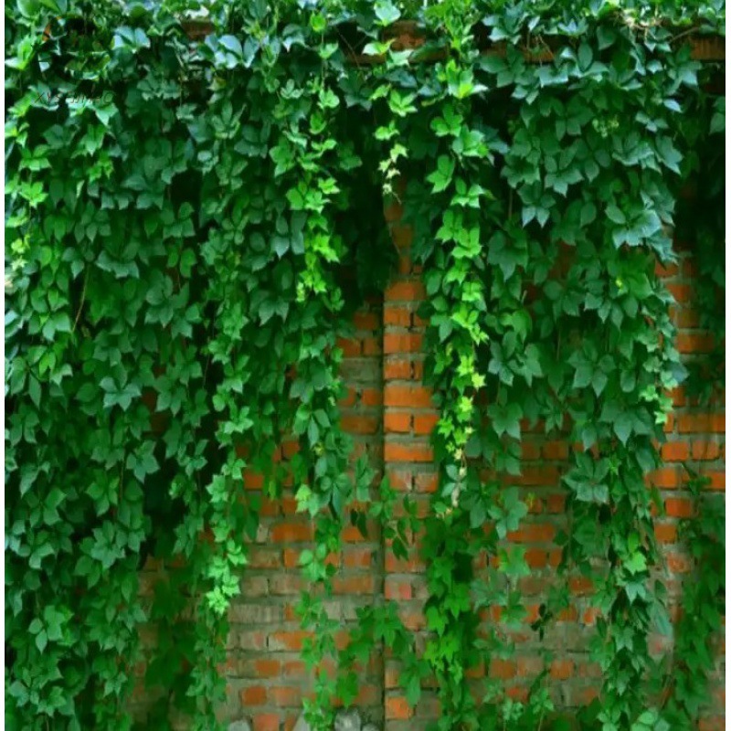 Wholesale Climbing Plants Five-Leaf Three-Leaf Ground Vine Large Seedlings Courtyard Climbing Red Leaf Climbing Wall Tiger Flower Climbing Vine Saplings