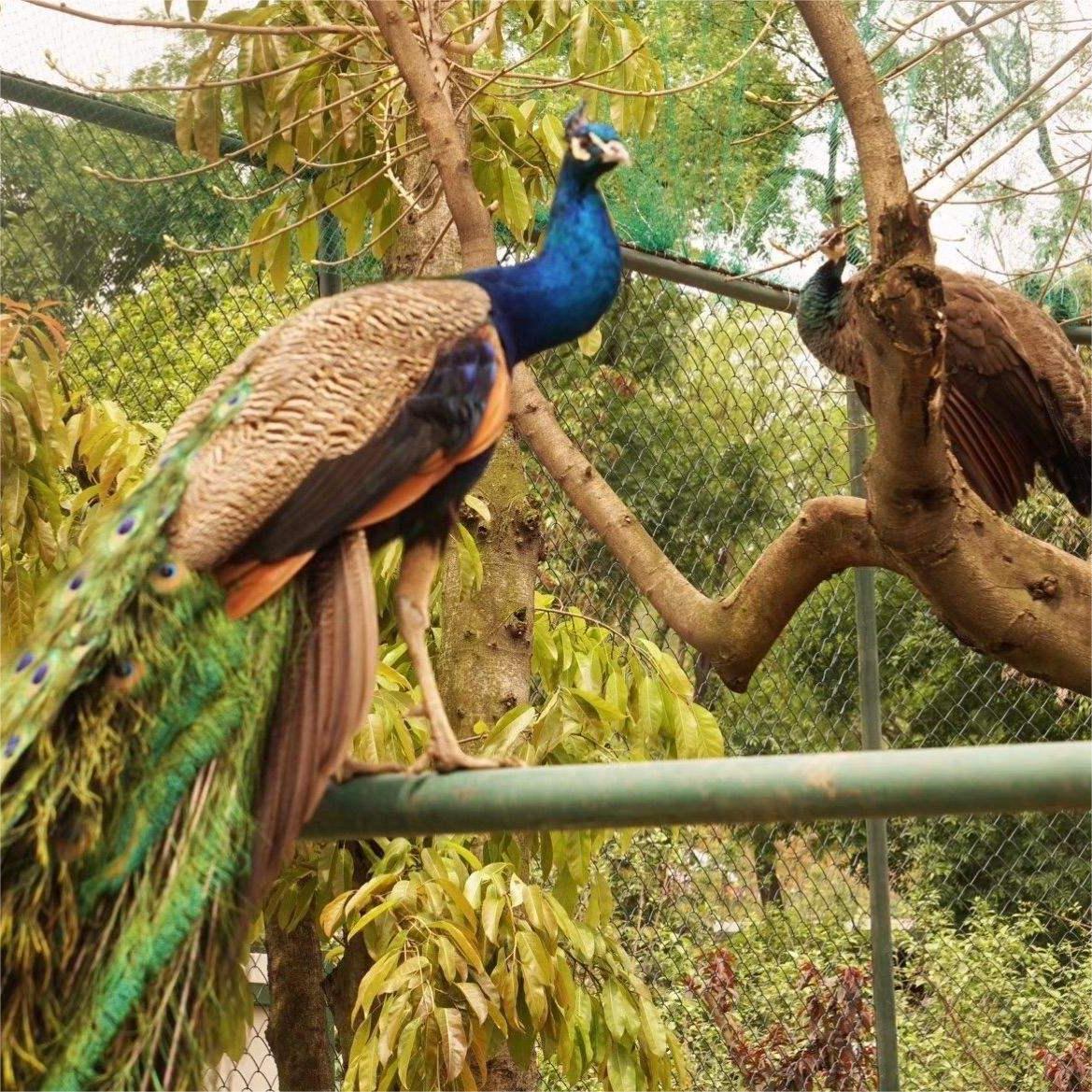 Authentic Blue Peacock Seedlings, Live Seedlings, High Survival Rate, Easy to Raise Peacock Cubs, Wholesale and Retail, Video Selection of Seedlings Available