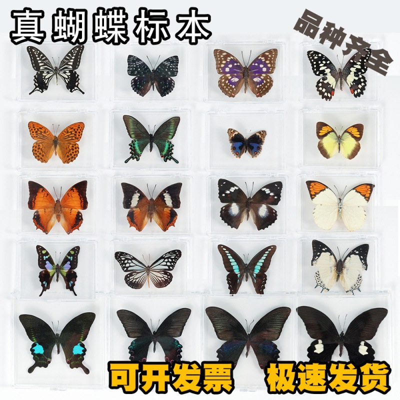 Настоящий экземпляр бабочки, украшение, бабочка насекомое, крылья, творческий подарок для студентов, прозрачная коробка
