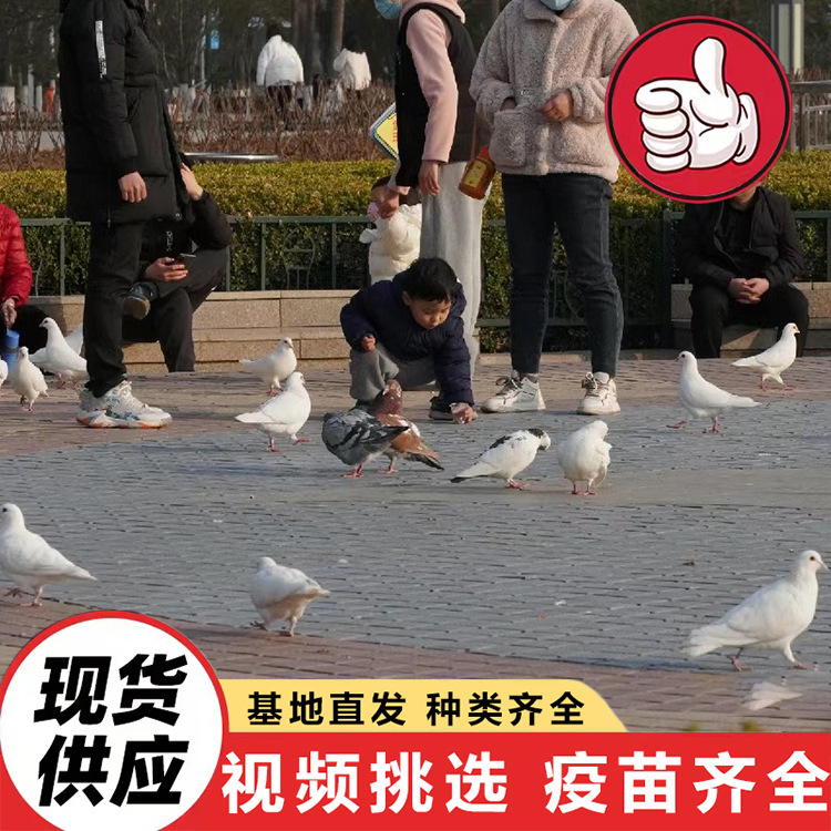 How Much Does an Adult White-Feathered King Pigeon Cost? Selling and Renting Various Pigeon Scenic Spots and Feeding Square Pigeon Projects