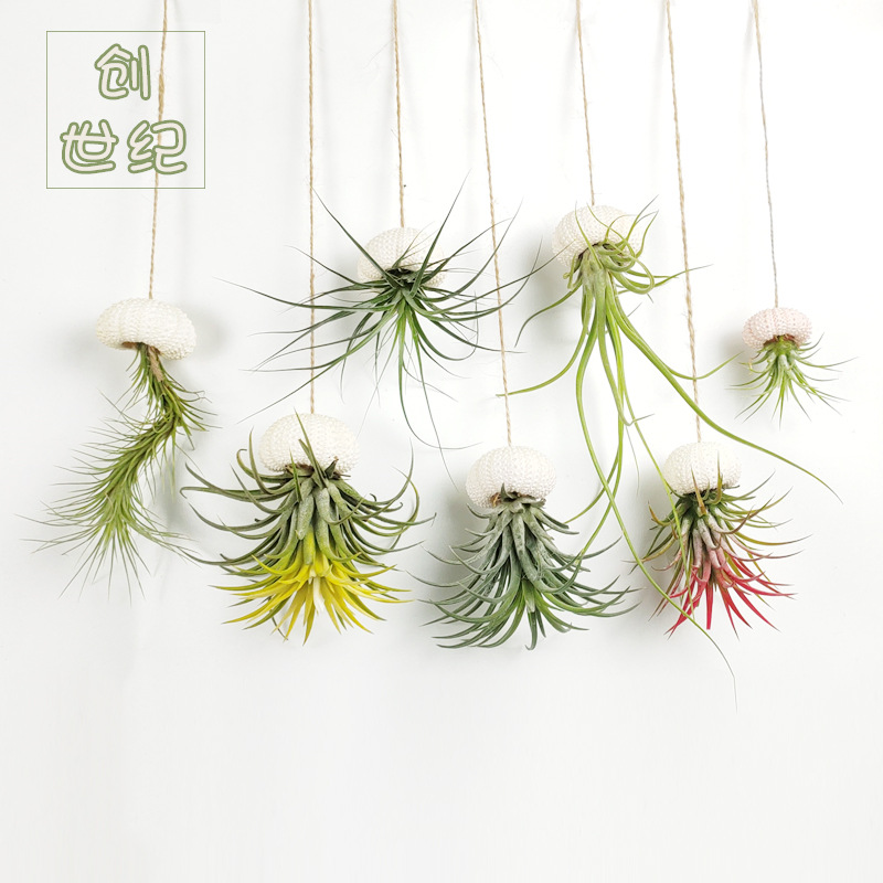 Base Straight Hair Ornamental Air Pineapple Soilless Lazy Plant Florals Indoor Easy to Grow Air Purifying Popular Plant