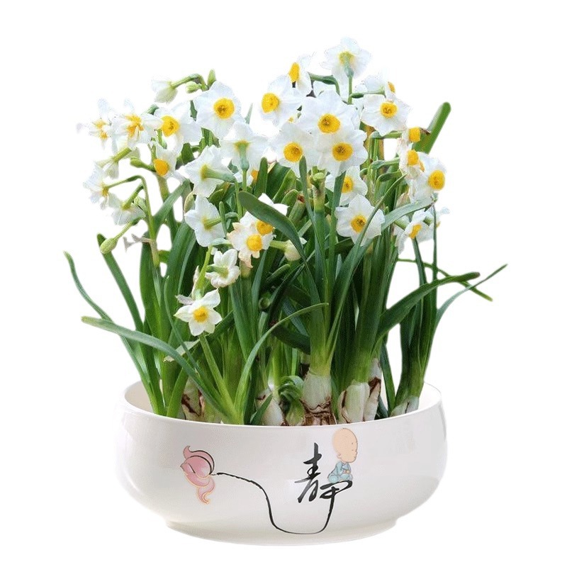 Narcissus Bulbs New Year's Eve Florals Winter Indoor Cold-Resistant Water-Raised Potted Plants Double-Petaled Narcissus Live When Exposed to Water
