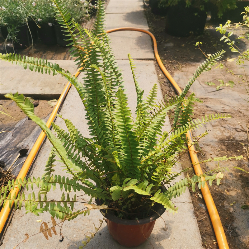 Potted Maidenhair Fern Garden with Evergreen Shade-Tolerant Ferns for All Seasons, Suitable for Flower Borders, Courtyard, and Balcony Plants