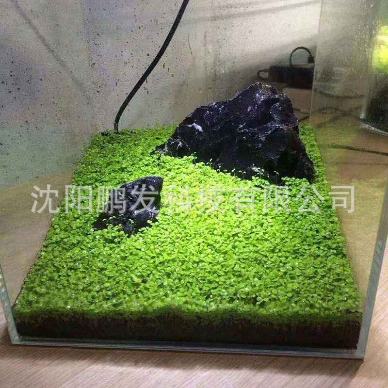 Wholesale Aquatic Mud Fish Tank Bottom Sand Landscaping Grass Tank Bottom Sand Water Purification Ceramsite Sand Non-Turbid Water Planting Amazon Base Fertilizer