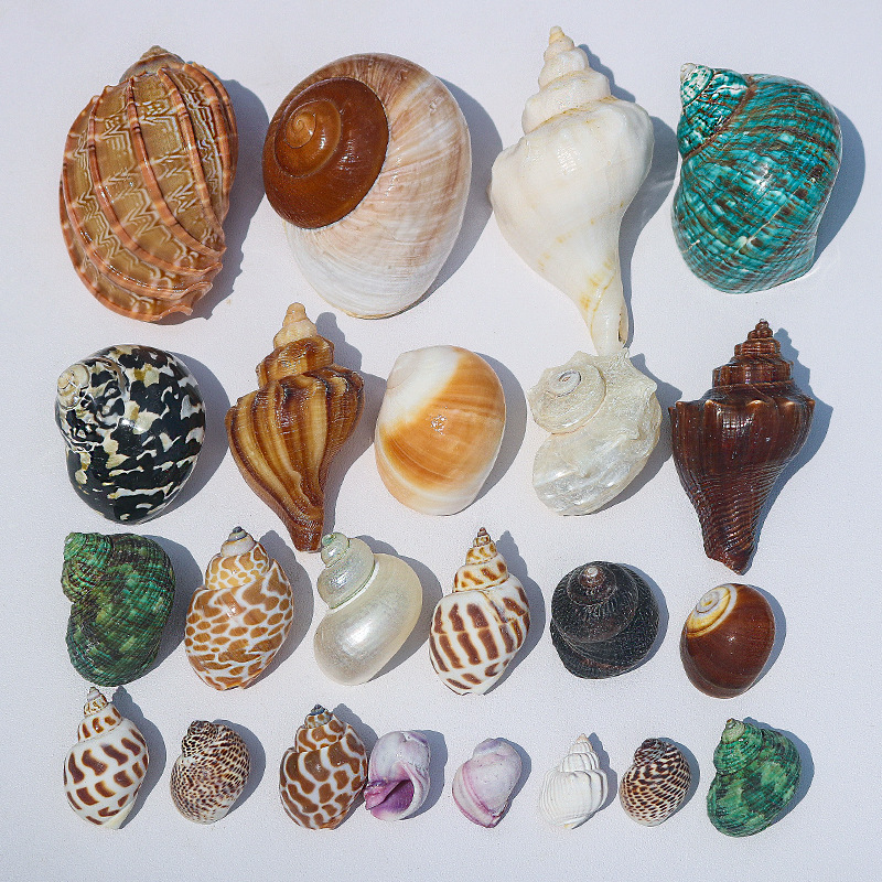 Natural snail conch shell various hermit crab replacement shell roll shellfish aquarium decorative fish tank landscaping wholesale by catty