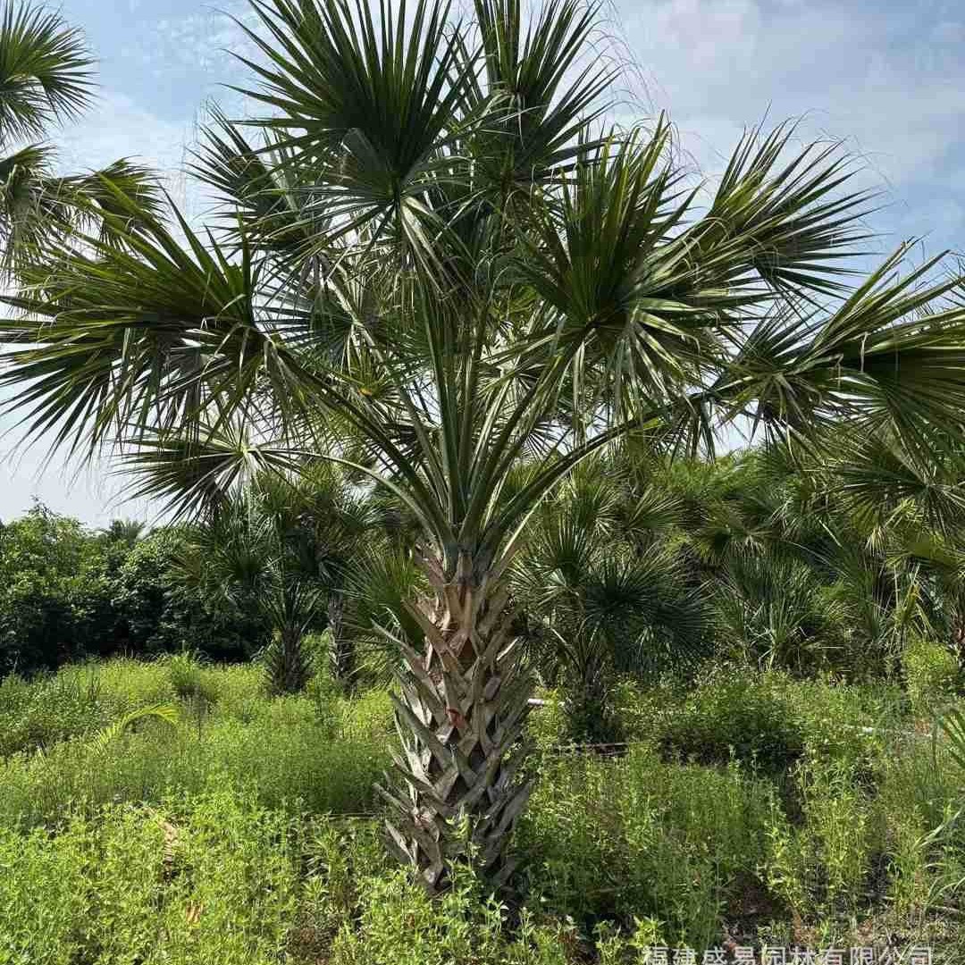Fujian Dragon Scale Palm Transplanting Goods Pole Height 3- 6m Wholesale Hunan Hubei Zhejiang Sabal Palm Base Garden Supply