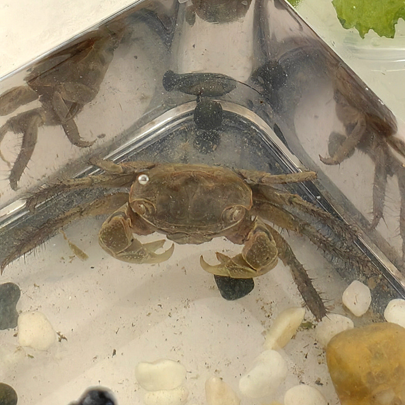 Crab Pet General Crab Live Ornamental Crab Freshwater Crab Green Crab Stall Beach Paradise Wholesale Amusement Park