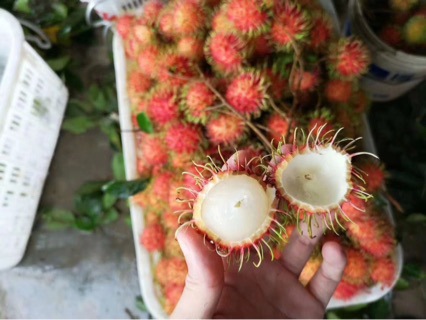 Fresh Rambutan Fruit 2.5kg Seasonal Whole Box of Rambutans Hainan Tropical Fruit for Pregnant Women